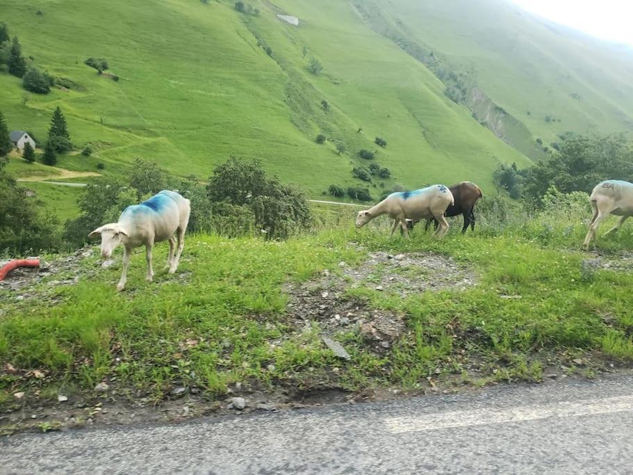 Vue Panoramique Sur Les Pyrenees Lägenhet Saint-Lary-Soulan Exteriör bild